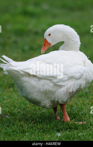 House goose, side view, stand, head, turn, meadow, Stock Photo