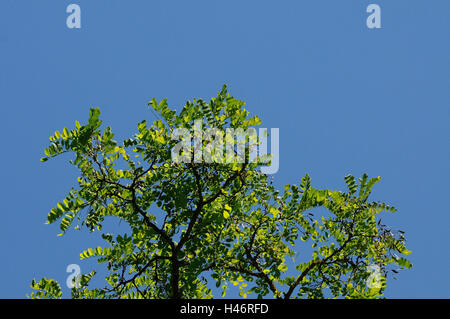 Usual false acacia, Robinia pseudoacacia, leaves, Germany, Stock Photo