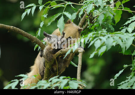 South American coatis, Nasua nasua, mother with young animal, Stock Photo