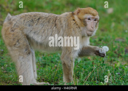 Berber's monkey, Macaca sylvanus, meadow, side view, stand, dandelion, fadeds, eat, focus on the foreground, Stock Photo