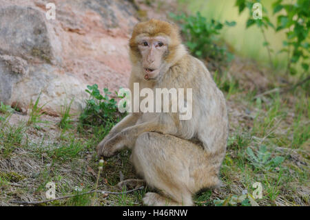 Berber's monkey, Macaca sylvanus, meadow, side view, sit, view in the camera, focus on the foreground, Stock Photo