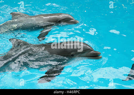 Common bottlenose dolphins, Tursiops truncatus, water, side view, swimming, focus on the foreground,