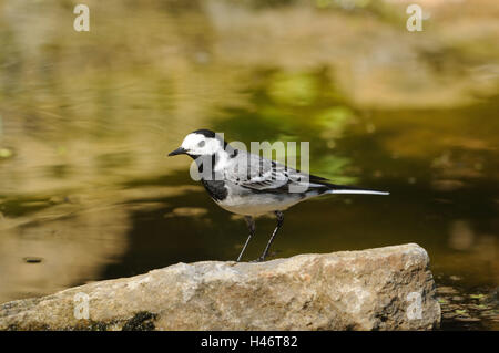 White wagtail, Motacilla alba, stone, standing, side view, focus on the foreground, Stock Photo