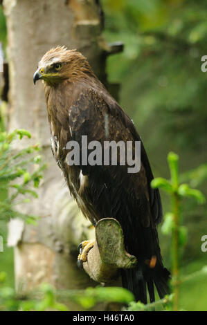 Lesser spotted eagle, Aquila pomarina, branch, sitting, side view, the Bavarian Forest, Stock Photo