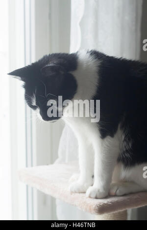 A black and white Tuxedo cat with bright yellow eyes Stock Photo - Alamy