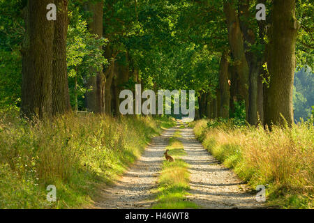 Avenue of oaks and rabbit in the evening light, Reinhardswald, Hesse, Germany Stock Photo