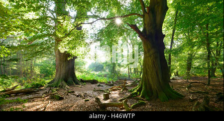 Old oaks and beeches in a former Wood pasture, Sababurg Forest, Reinhardswald, Hesse, Germany Stock Photo