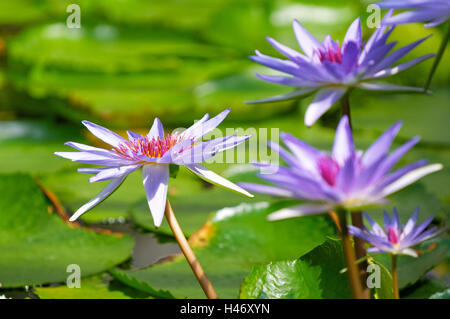Water lilies, Nymphaeaceae, Nymphaea hybrid, water lily hybrid 'Leopardess' in front of water lily page turning, Stock Photo