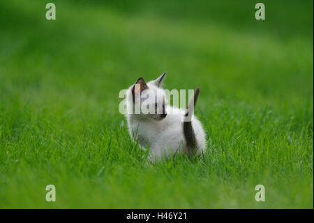 Siam Seal Point cat, young animal, meadow, Stock Photo