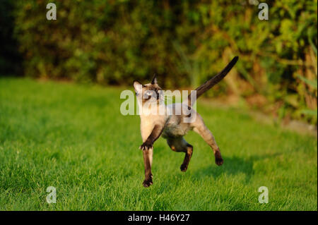 Siam Seal Point cat, meadow, jump, Stock Photo