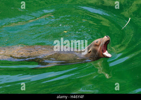 Californian sea lion in the water, Zalophus californianus, Stock Photo