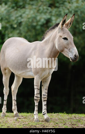 Somali Wild Ass Equus africanus somalicus Stock Photo - Alamy