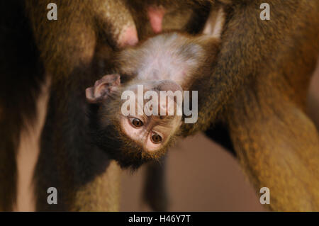 Guinea baboon, Papio papio, young animal, view camera, Stock Photo