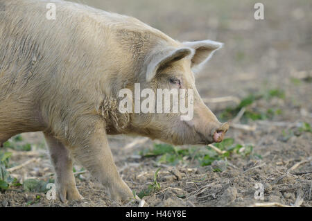 House pig, Sus scrofa domestica, portrait, side view, Stock Photo