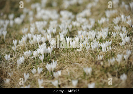 Spring crocuses, Crocus vernus ssp. albiflorus, white, crocus meadow, Stock Photo