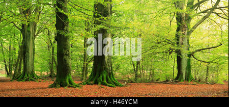 Huge old beeches in Sababurg Forest, Germany Stock Photo