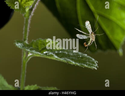Common scorpion fly, Panorpa communis, in flight, Stock Photo