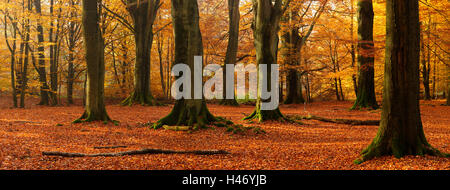 Huge beeches in Sababurg Forest, Germany Stock Photo