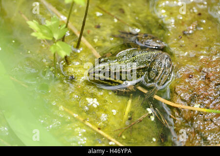 Marsh frog, Rana ridibunda, Stock Photo