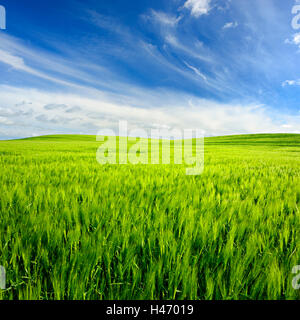 Green field with barley under blue sky in spring, Saxony Anhalt, Germany Stock Photo