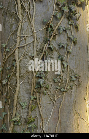 Ivy, Hedera helix, trunk, creeping, Stock Photo