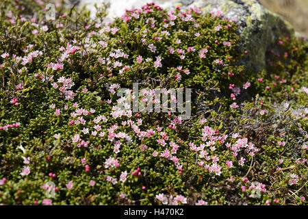 Dwarf Alpenrose, Rhodothamnus chamaecistus, blossom, Stock Photo