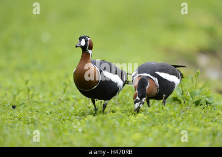 Red-breasted geese, Branta ruficollis, meadow, front view, standing, looking at camera, Stock Photo