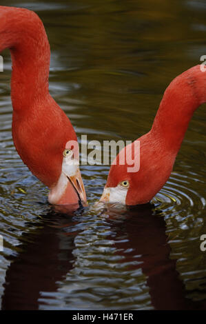 Rose's flamingos, Phoenicopterus ruber roseus, water, Stock Photo