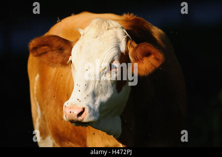 House cattle, Bos primigenius Taurus, portrait, detail, Stock Photo