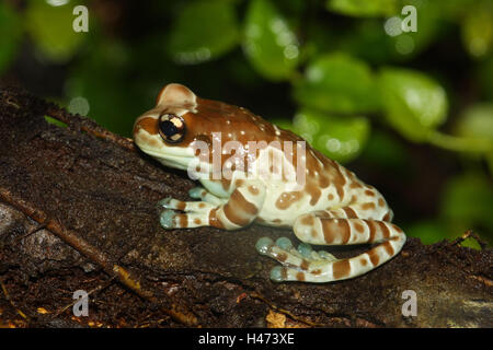 Toad foliage frog,