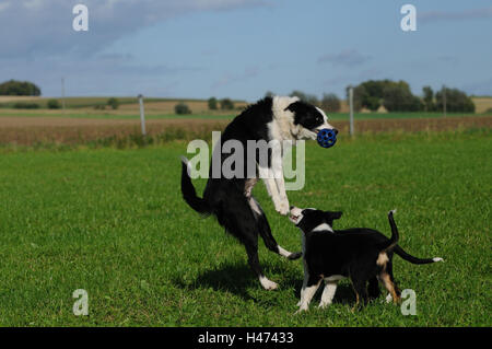 Of Border collie, meadow, play, jump, ball, trap, Stock Photo