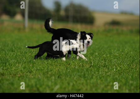 Of Border collie, nut with puppies, run, side view, playing, Stock Photo