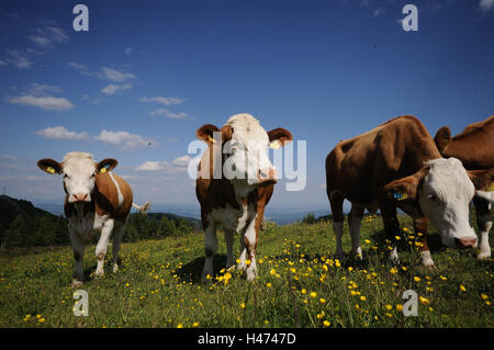 House cattles, Bos primigenius Taurus, stand, head-on, crowfoot, scenery, Stock Photo