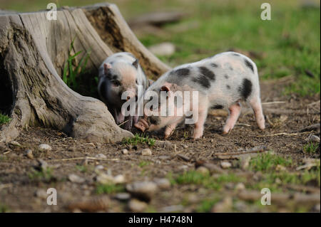 Vietnamese pendulous abdomen pigs, piglets, side view, head-on, stand, Stock Photo