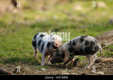 Vietnamese pendulous abdomen pigs, piglets, side view, fight, Stock Photo