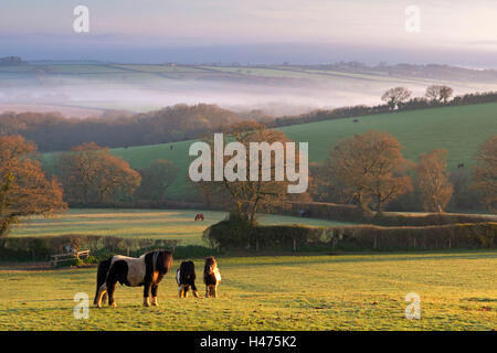 Miniature Ponies graze on the rolling Devon fields at dawn, South Tawton, Devon, England. Spring (April) 2015. Stock Photo