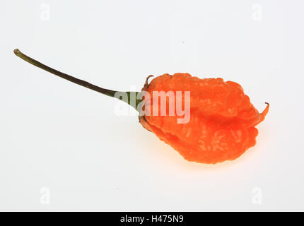 yellow Carolina Reaper Chili, chili pepper, Capsicum annuum Stock Photo