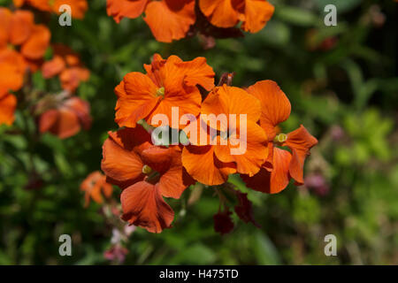 Erysimum - Apricot Twist, Wall flower Stock Photo