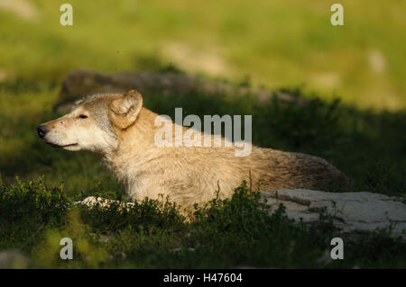 Timberwolf, Canis lupus lycaon, meadow, side view, lie, Germany, Stock Photo