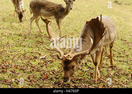 Fallow deer, Cervus dama, male, landscape, front view, standing, eating, grass, Germany, Stock Photo