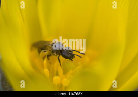 Wild bee in yellow blossom, close up, Apiformes, Adonis vernalis, Stock Photo