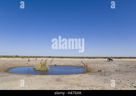 Africa, Namibia, Etosha National Park, water hole, giraffes, elephant, Stock Photo