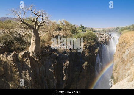 Africa, Namibia, Kunene, Epupa waterfalls with rainbow, African baobab, Adansonia digitata, Stock Photo