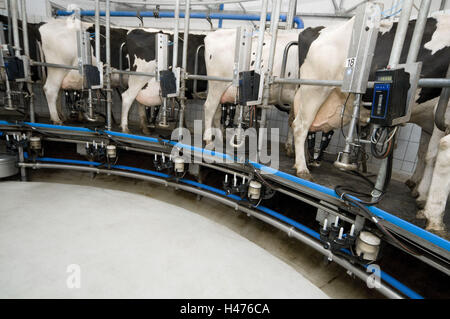 Milking cows in the rotary milking parlor, milking machine, Stock Photo