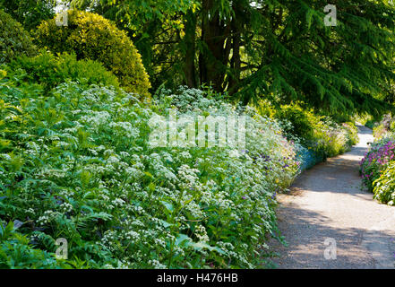 View of plants growing in early June at the Dorothy Clive Garden near Market Drayton in Shropshire England UK Stock Photo