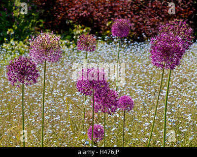 Purple allium flowers growing in a garden in early summer a genus of monocotyledonous flowering plants Stock Photo