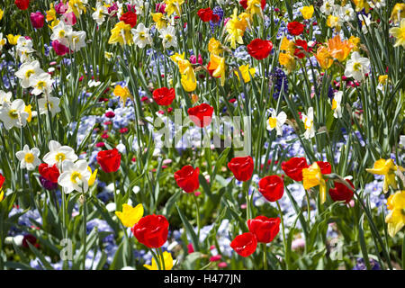 Flowerbed with spring flowers, Stock Photo