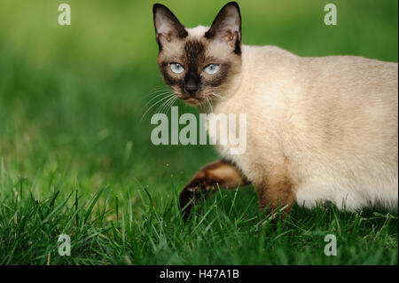 Siam Seal Point cat, meadow, side view, view camera, Stock Photo