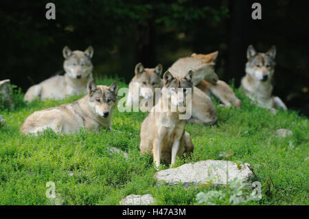 Eastern timber wolves, Canis lupus lycaon, wolf pack, meadow, edge of the forest, lying, looking at camera, Stock Photo