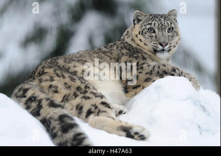 Snow leopard, Uncia uncia, side view, snow, lying, looking at camera, Stock Photo